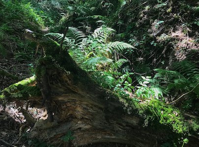 A Fern's Jungle